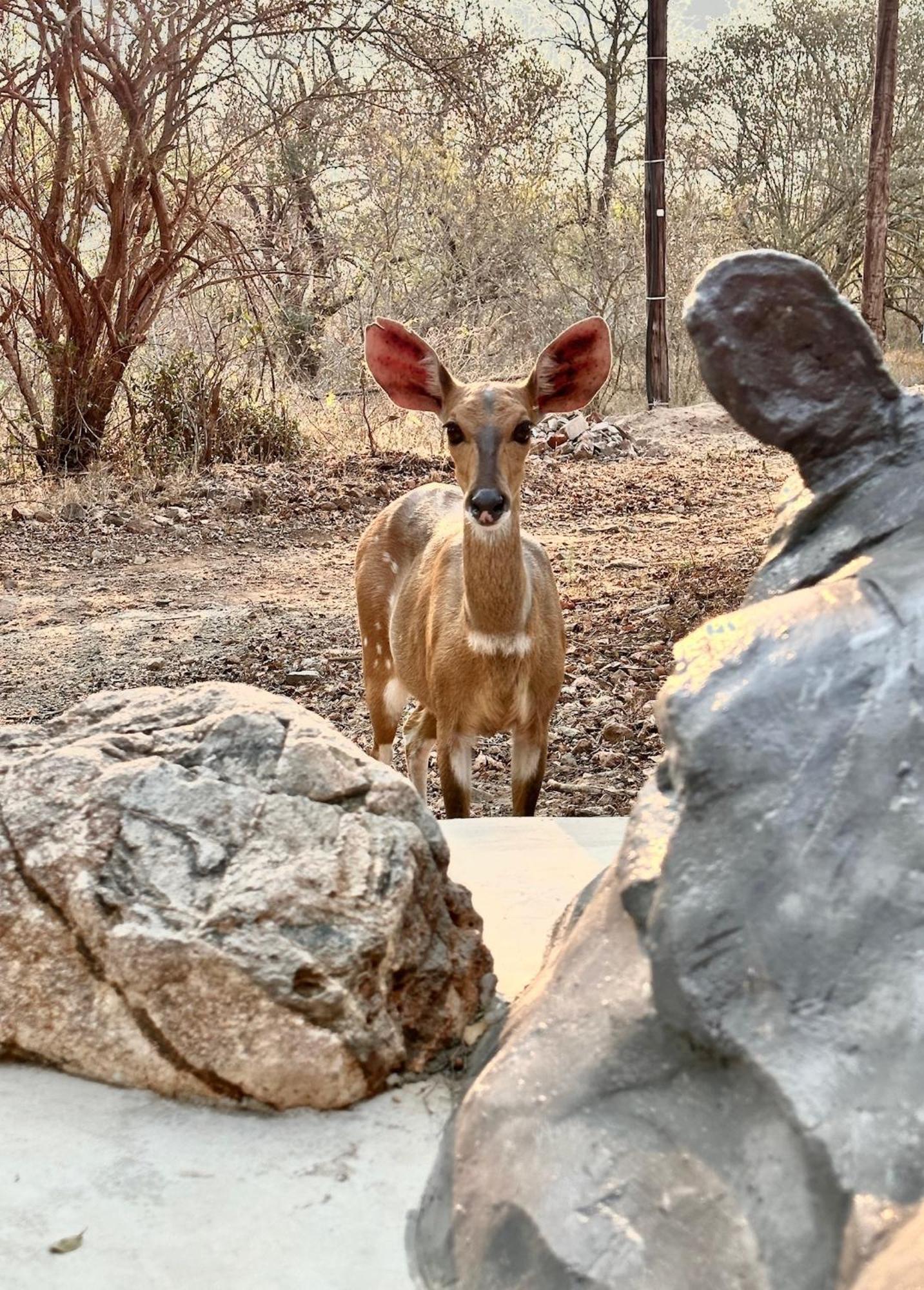 Jackals Dream - Self Catering Villa Bordering Kruger National Park Marloth Park Exteriör bild