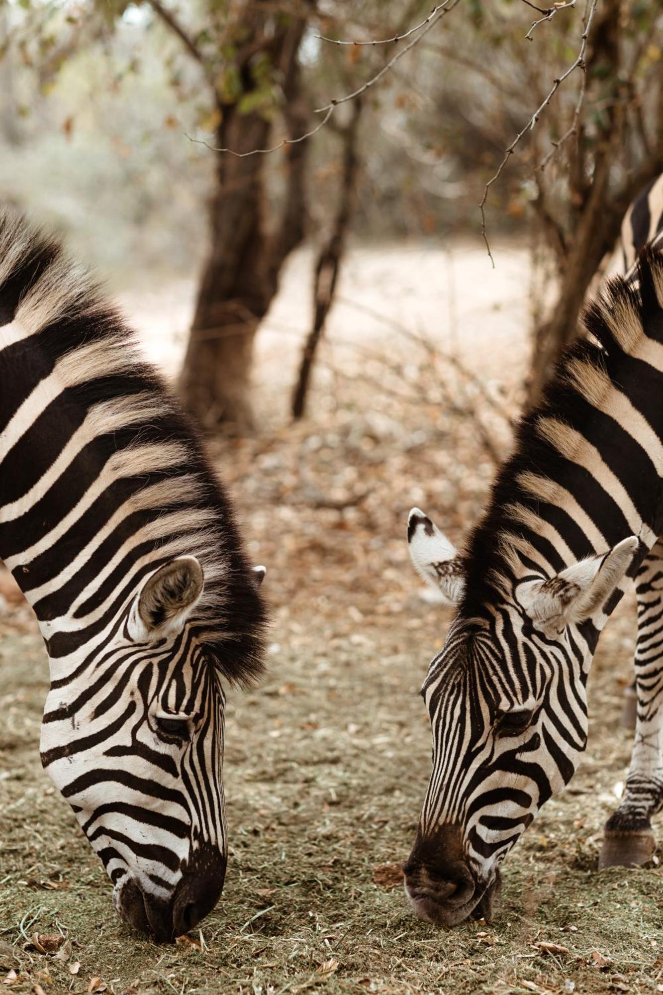 Jackals Dream - Self Catering Villa Bordering Kruger National Park Marloth Park Exteriör bild